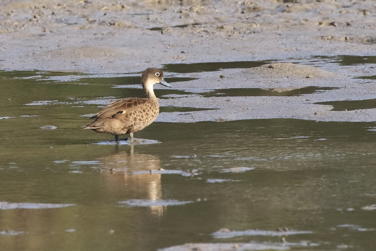 Andaman Teal - Rahul  Singh