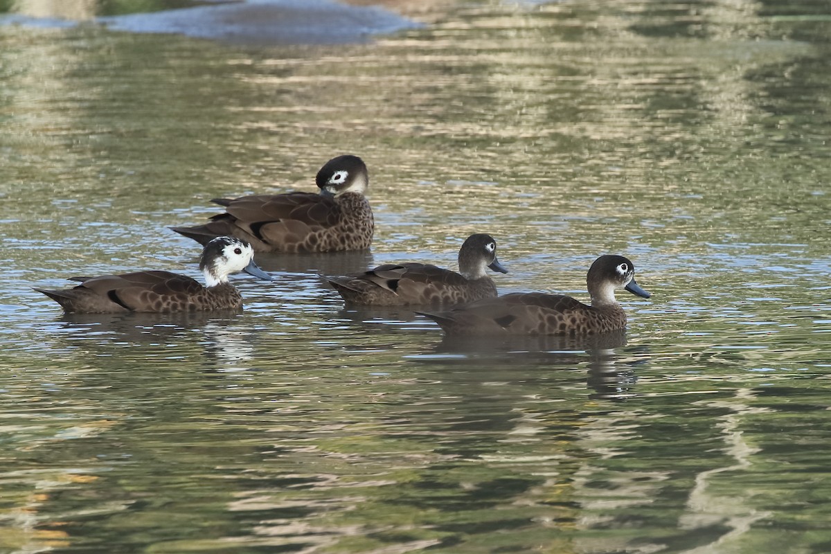 Andaman Teal - Rahul  Singh