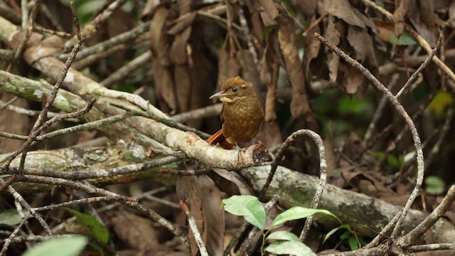 Tawny-winged Woodcreeper - ML532627431