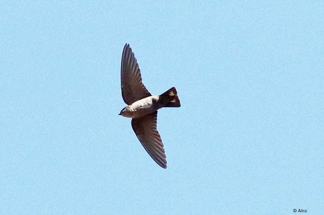 Eurasian Crag-Martin - ML532628791