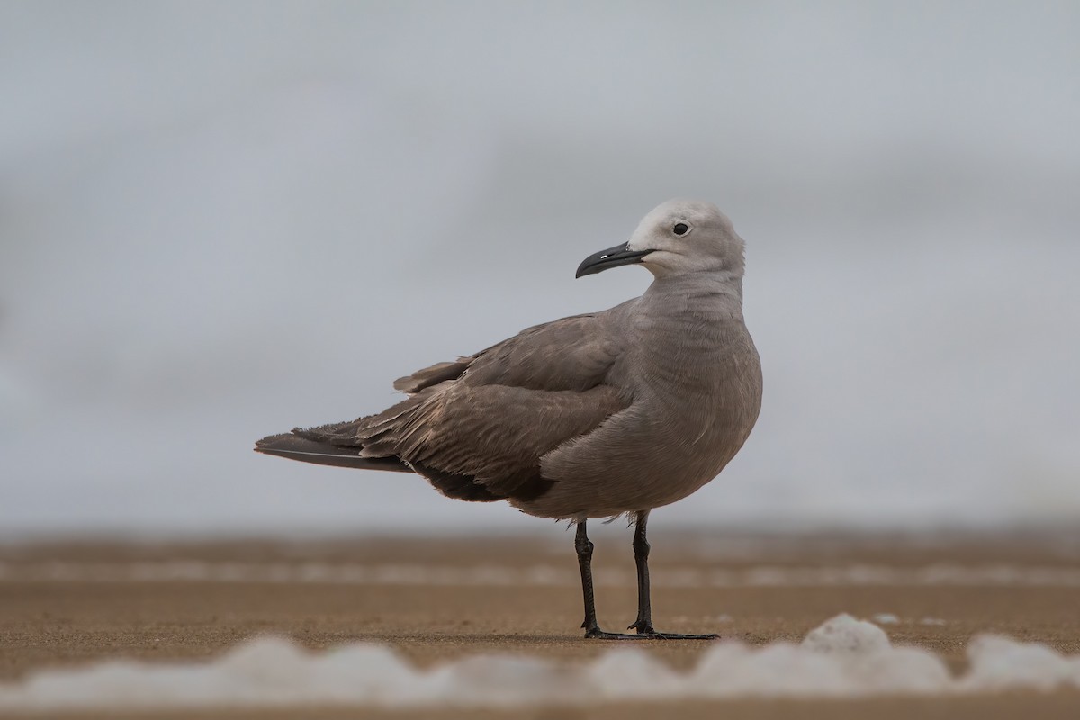 Gray Gull - ML532629351