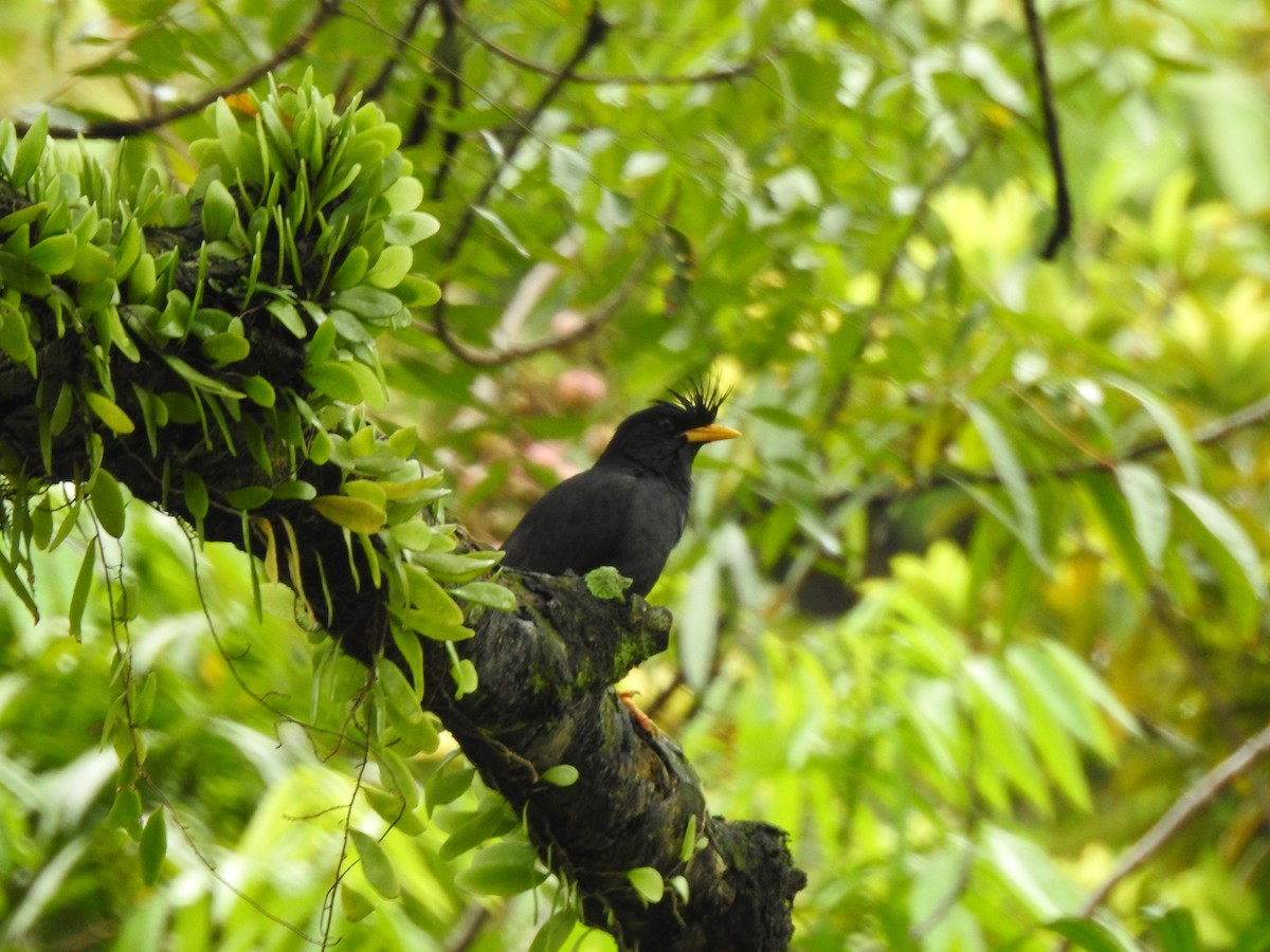 Great Myna - YM Liew