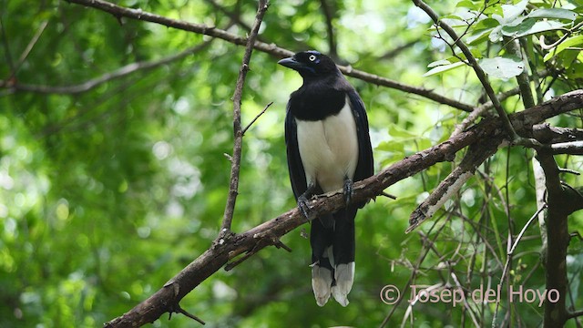 Geai à poitrine noire - ML532630091