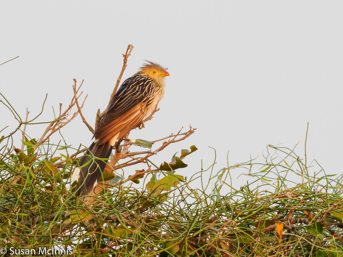 Guira Cuckoo - Susan Mac