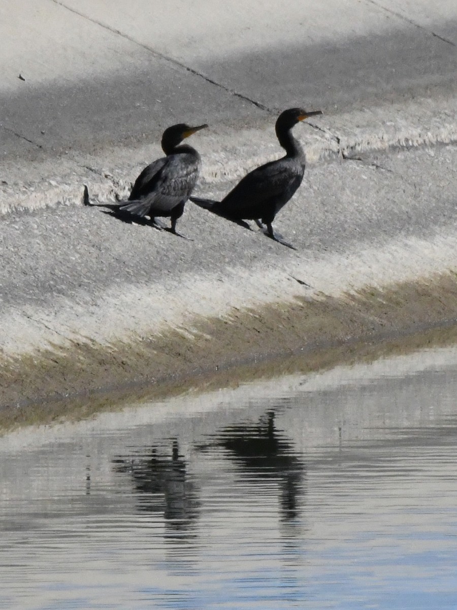 Double-crested Cormorant - ML532632311