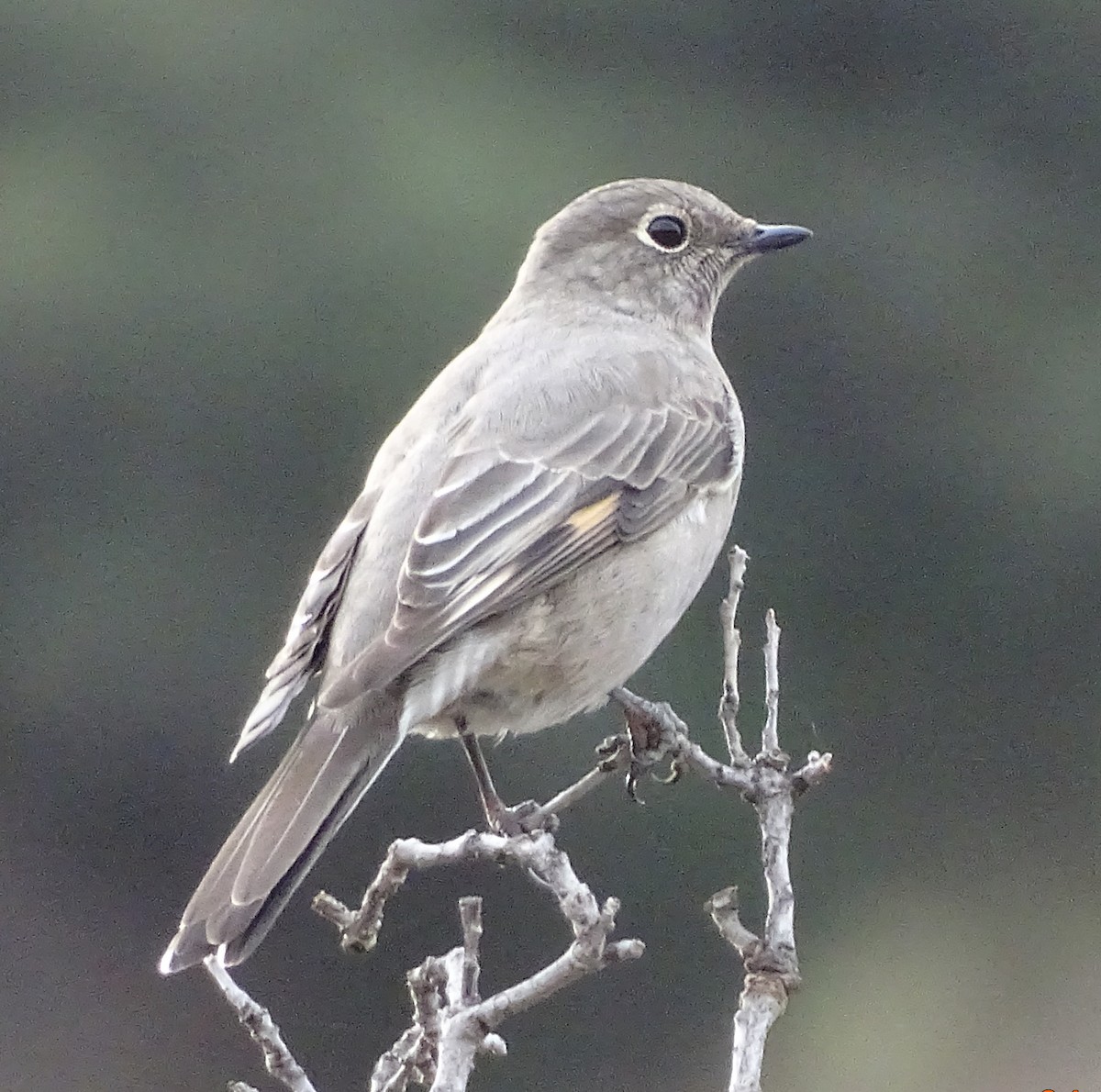 Townsend's Solitaire - ML532633061
