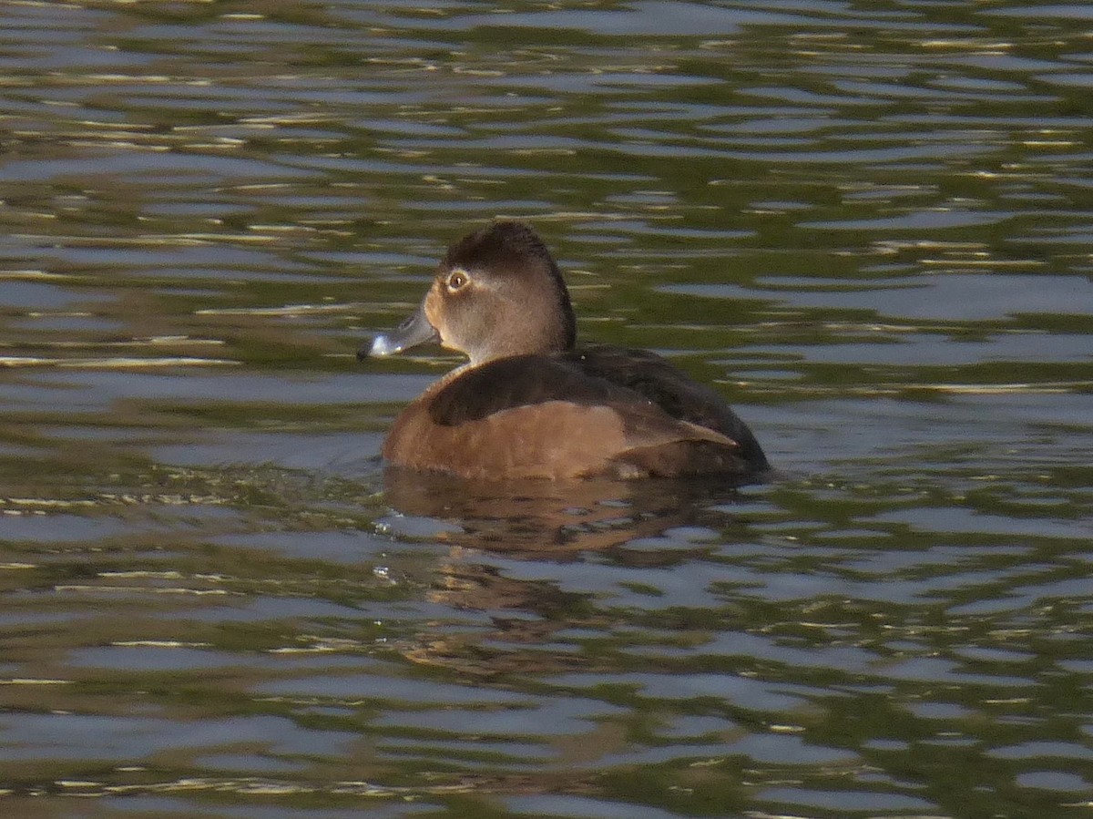 Ring-necked Duck - Clive S. & Sheila M. Williamson