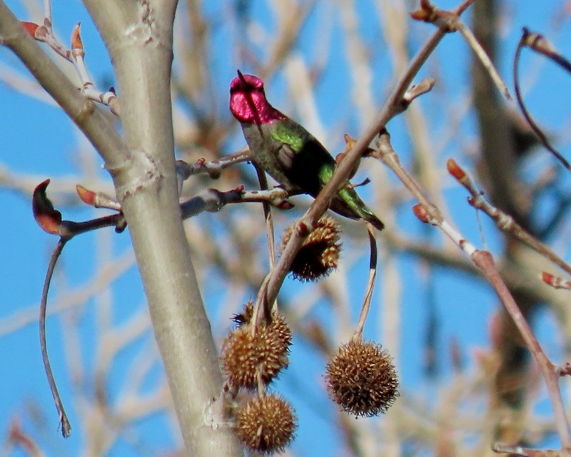 Anna's Hummingbird - ML532633281