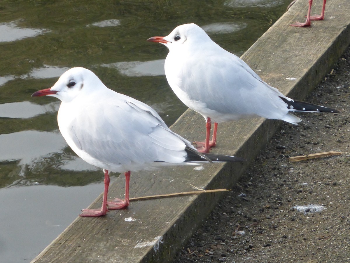 Black-headed Gull - ML532633371