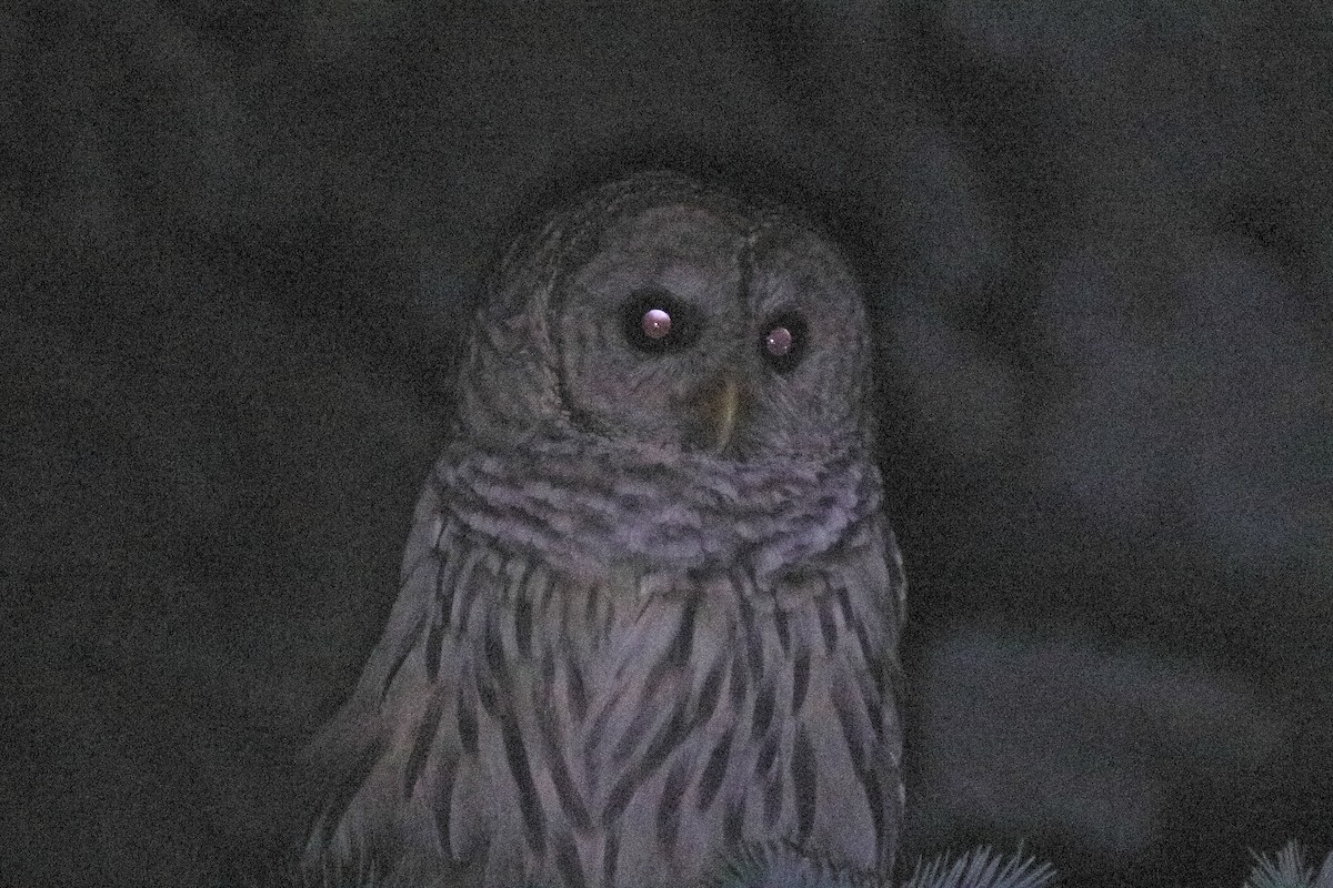 Barred Owl - ML532634331