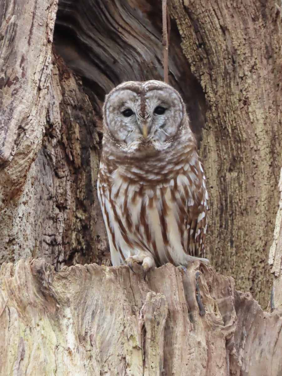 Barred Owl - ML532635991