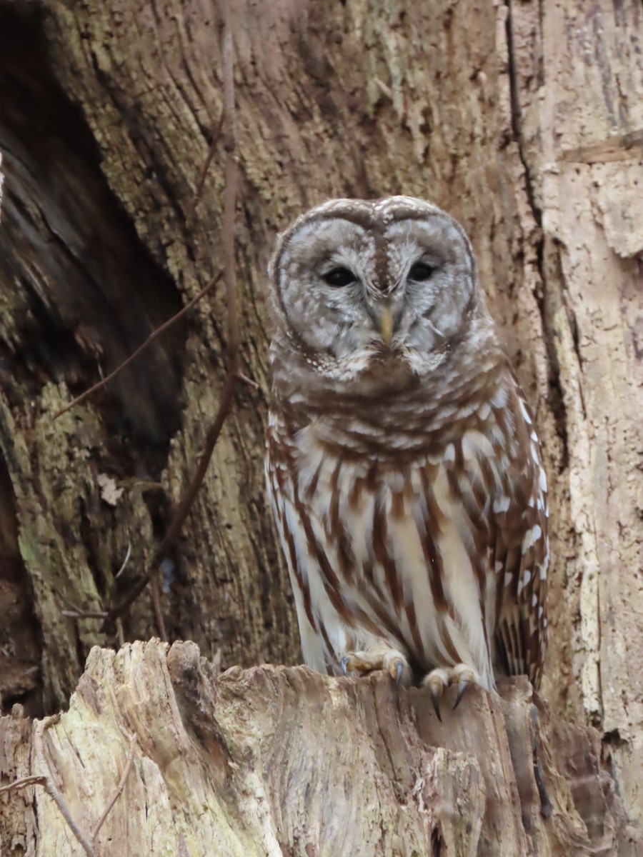 Barred Owl - ML532636001