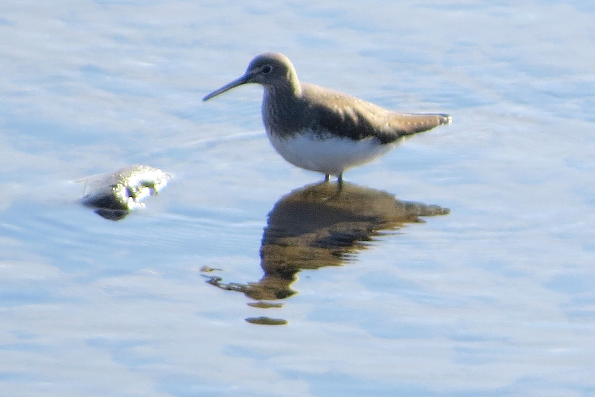 Green Sandpiper - ML532636051