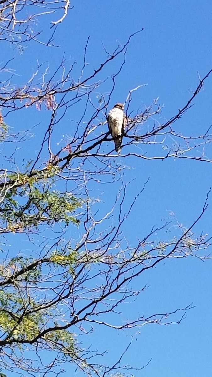 Red-shouldered Hawk - ML532636121