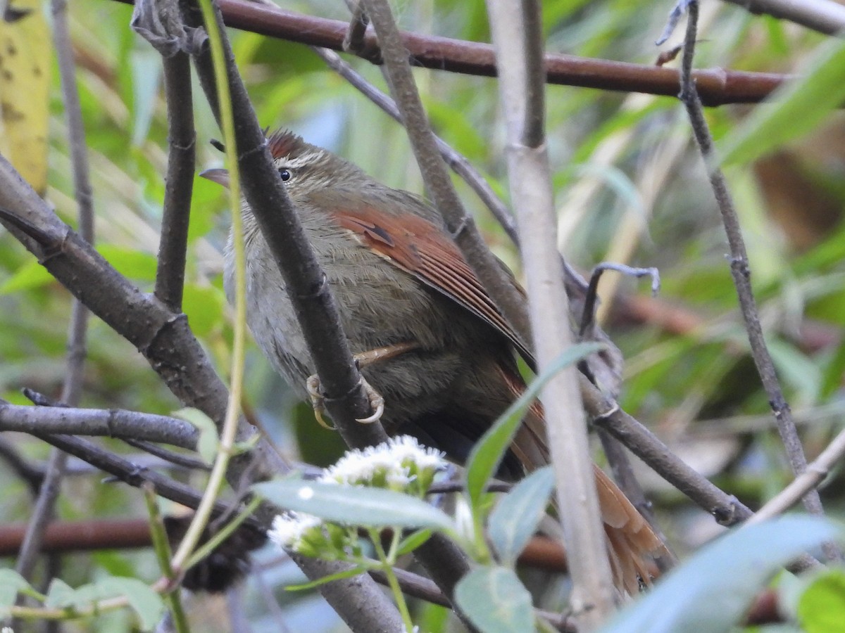 Streak-capped Spinetail - Jeanette Stone