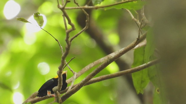 Manakin à tête d'or - ML532637341