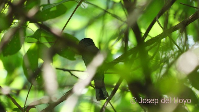 Black-backed Antshrike - ML532637381