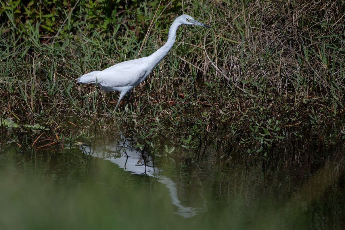 Little Blue Heron - ML532638601