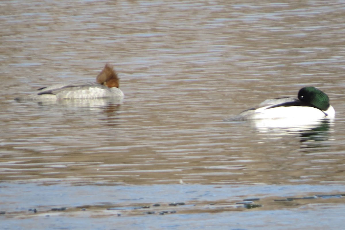 Gänsesäger (merganser/orientalis) - ML532638891