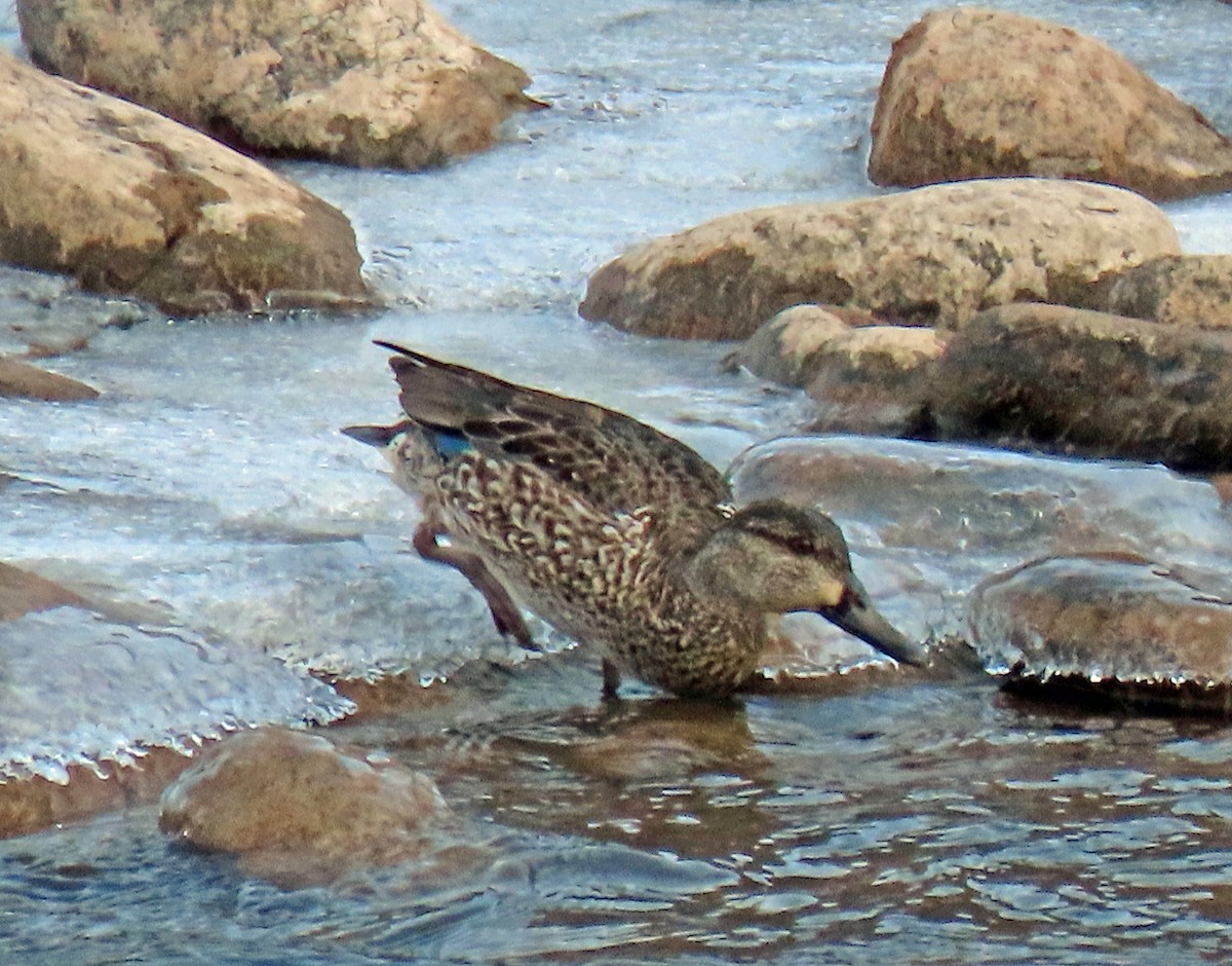 Green-winged Teal - ML532640461