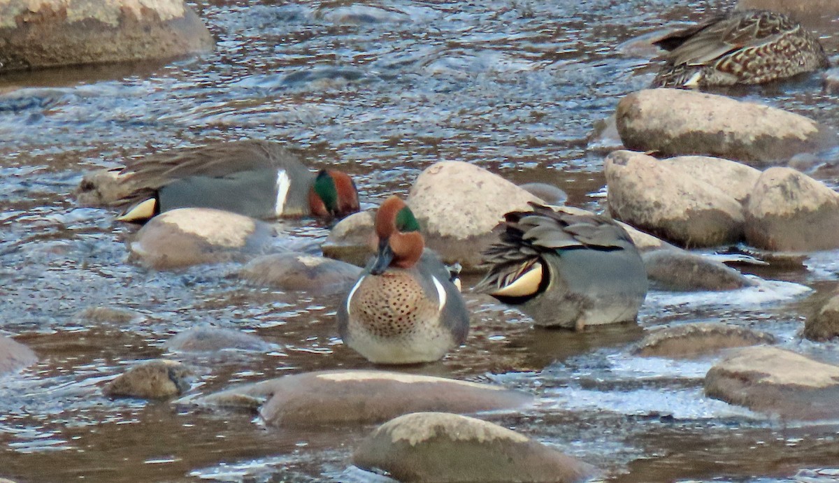 Green-winged Teal - ML532640481