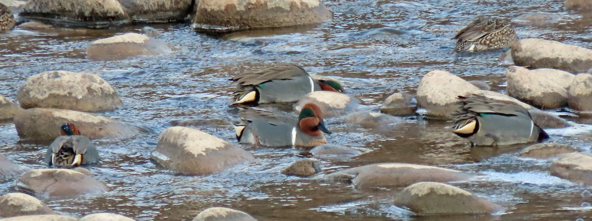 Green-winged Teal - ML532640491