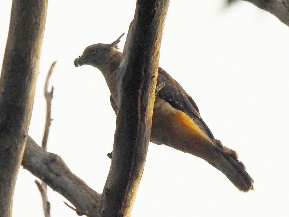 Pacific Baza - ML53264051