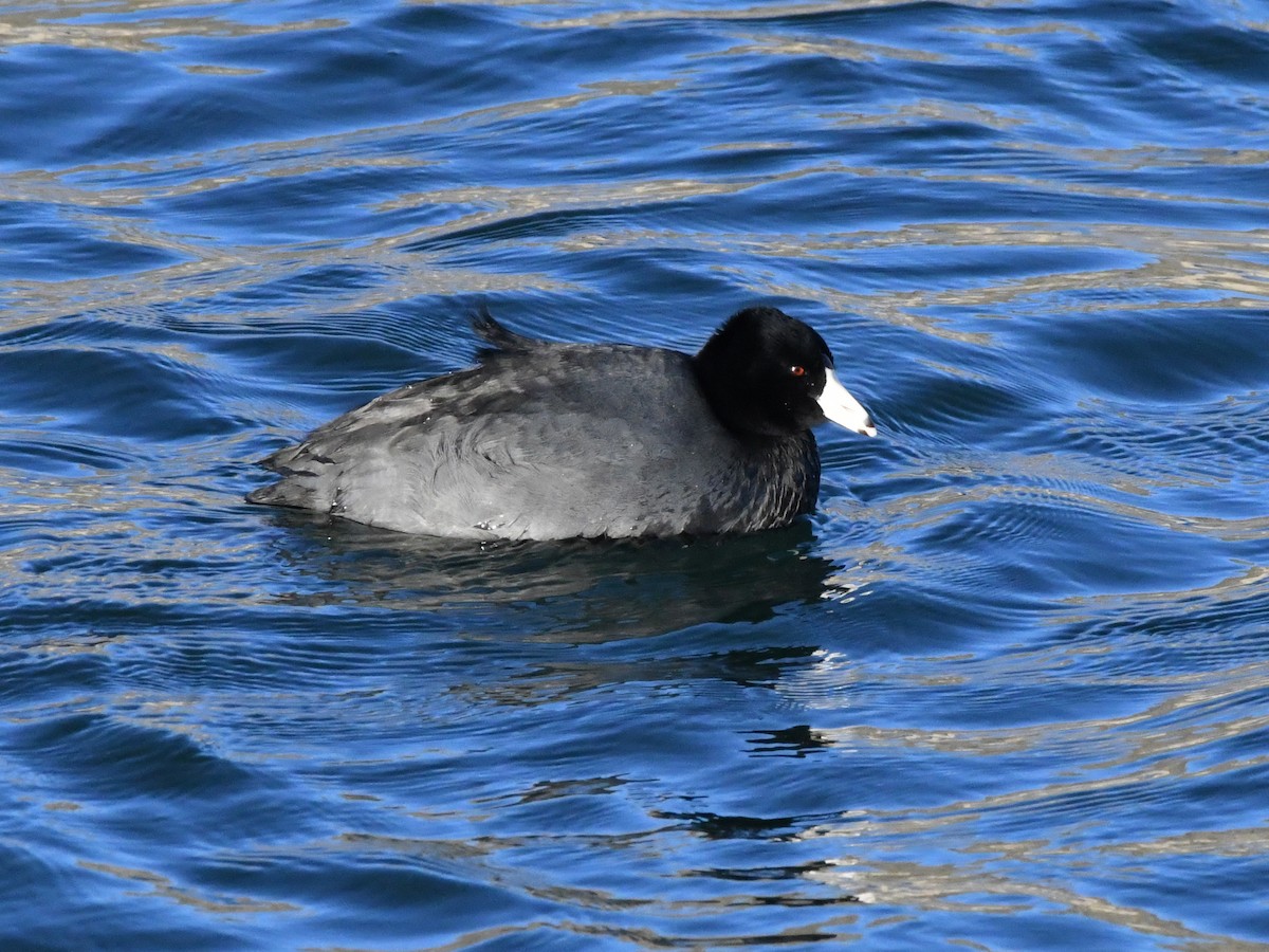 American Coot - ML532640651