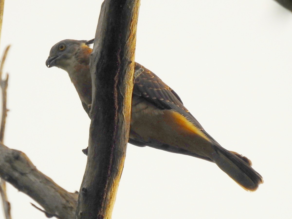 Pacific Baza - ML53264071