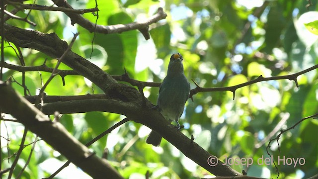 Glaucous Tanager - ML532640761