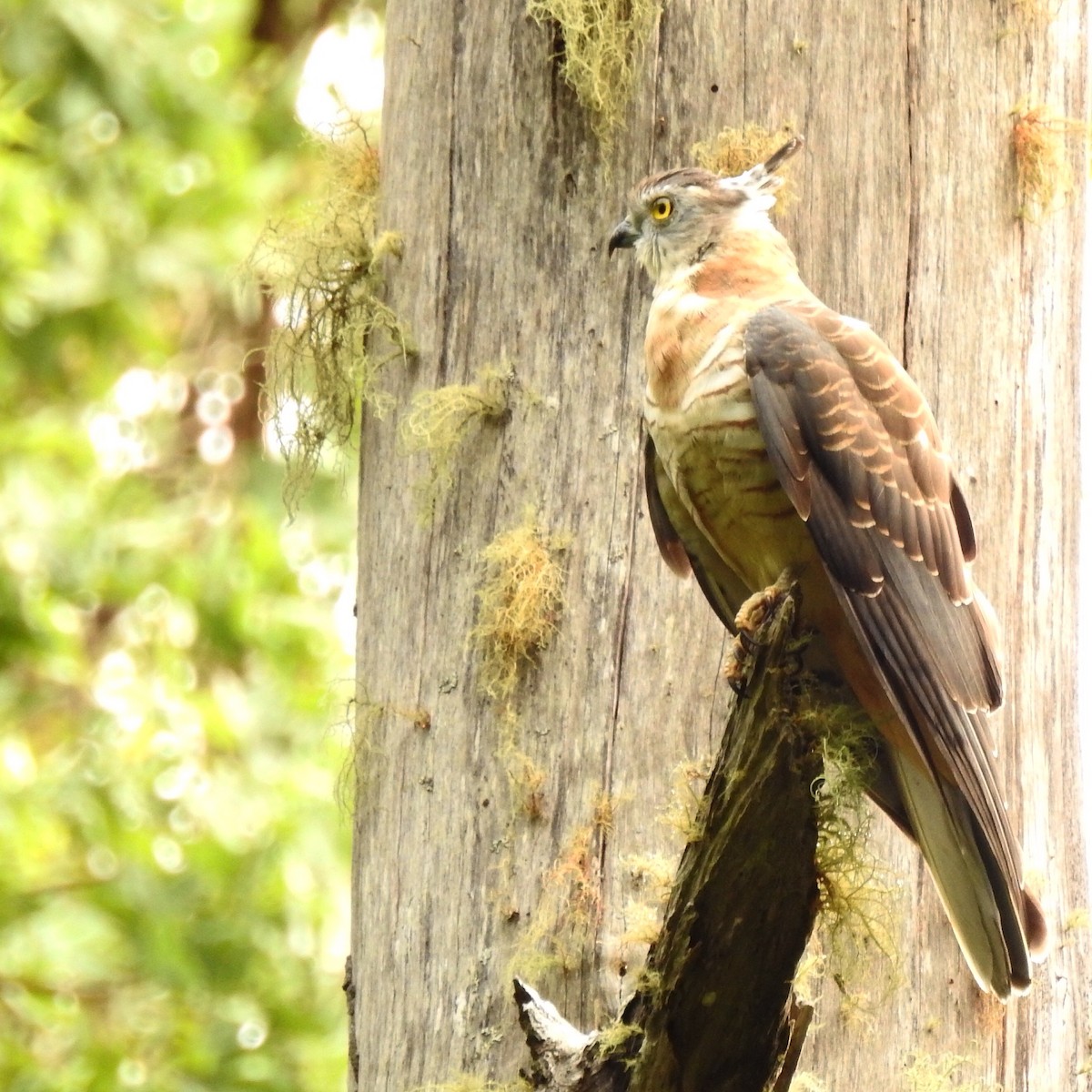 Pacific Baza - ML53264081