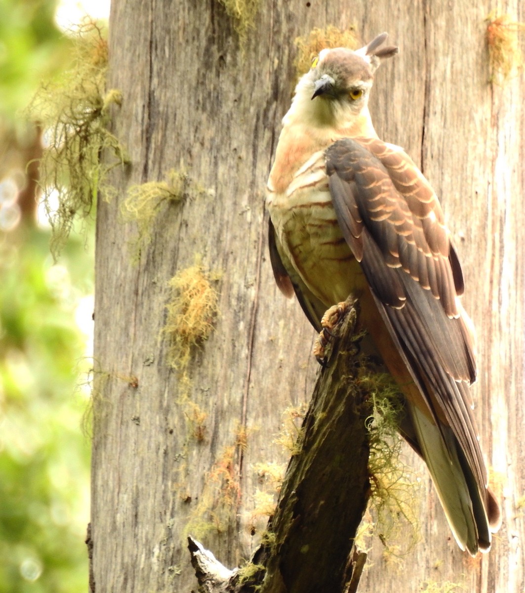 Pacific Baza - ML53264091