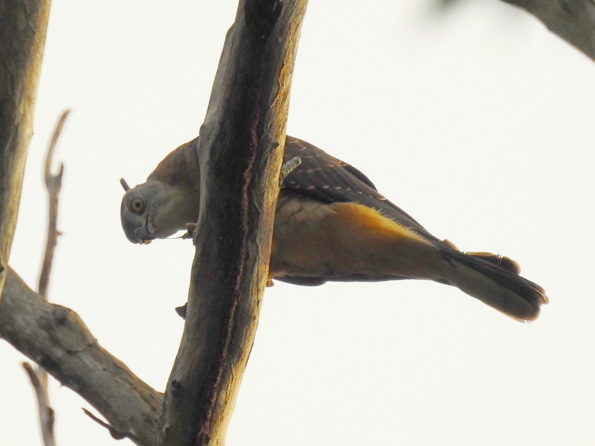 Pacific Baza - ML53264111