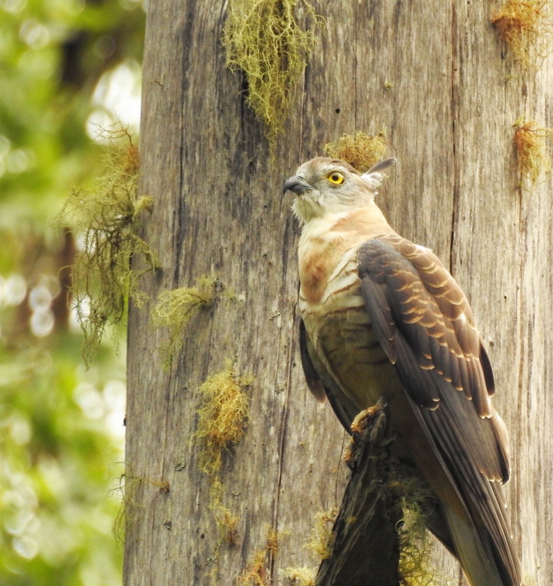 Pacific Baza - ML53264121