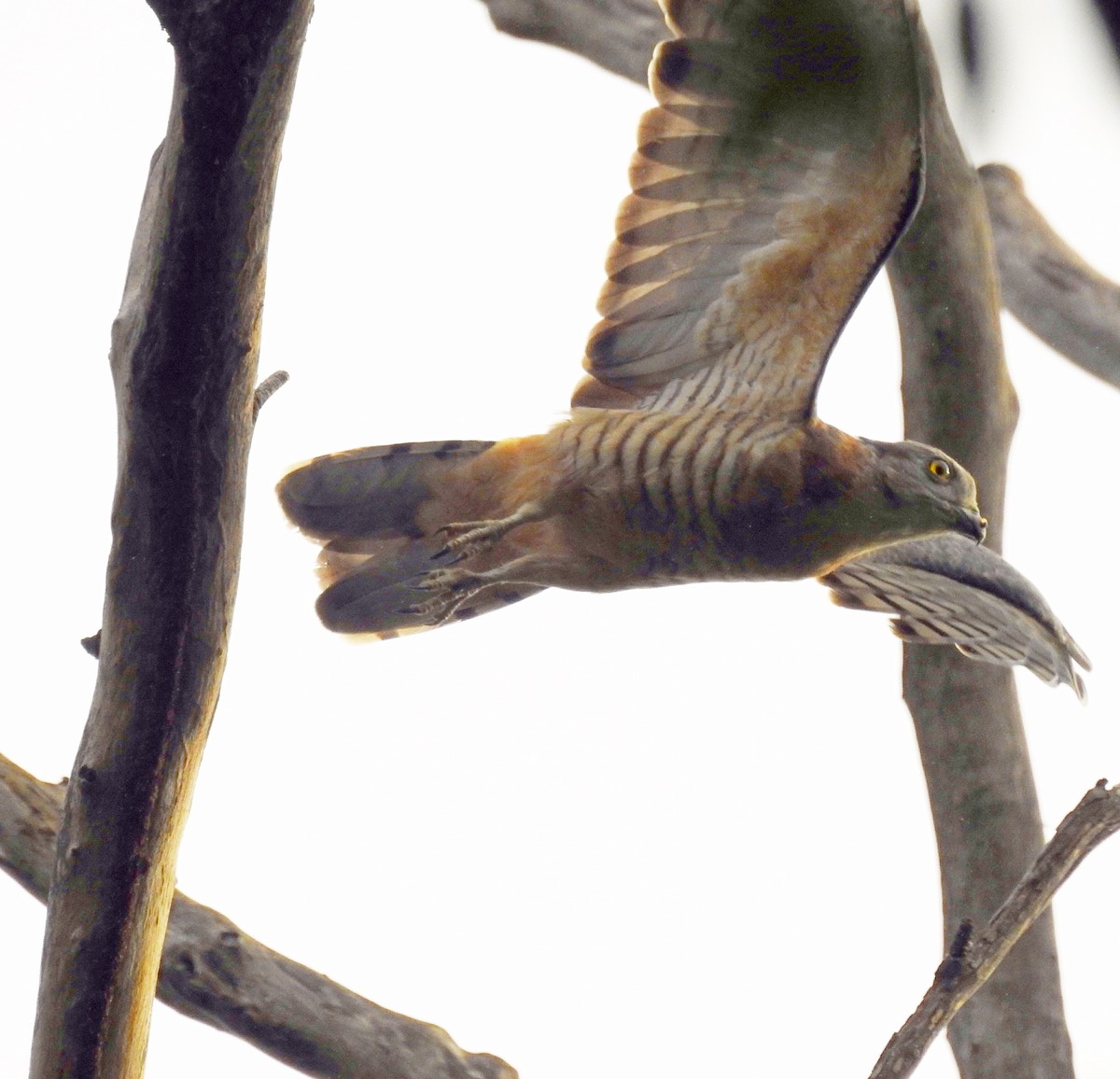 Pacific Baza - ML53264131