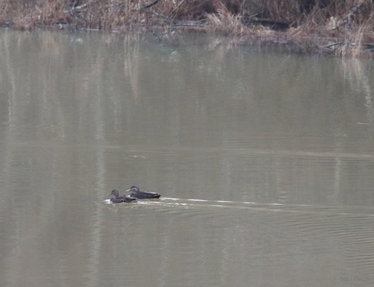 American Black Duck - ML53264151