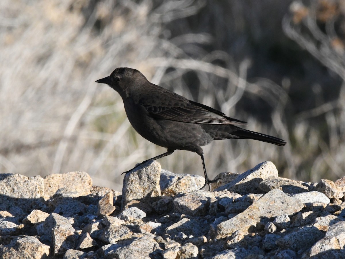 Brewer's Blackbird - ML532642481