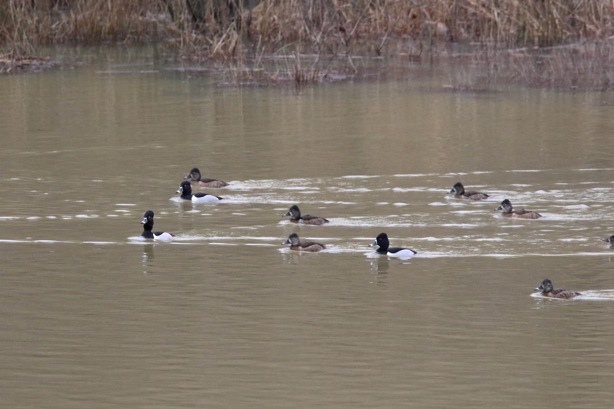 Ring-necked Duck - ML53264251