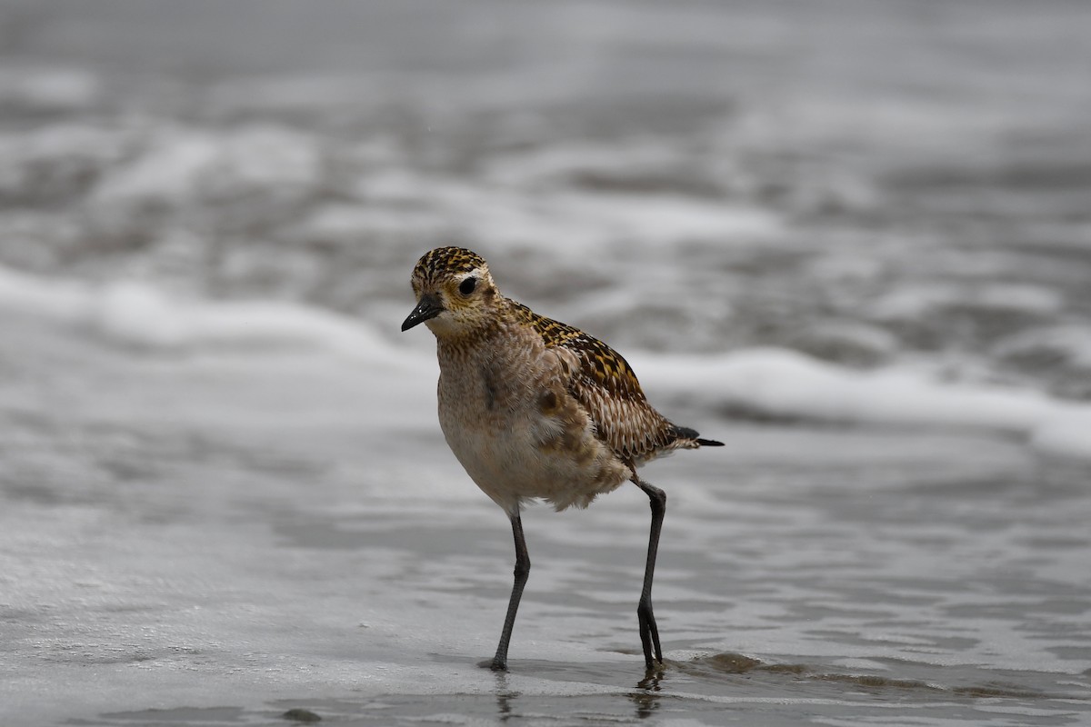 Pacific Golden-Plover - Erik Atwell