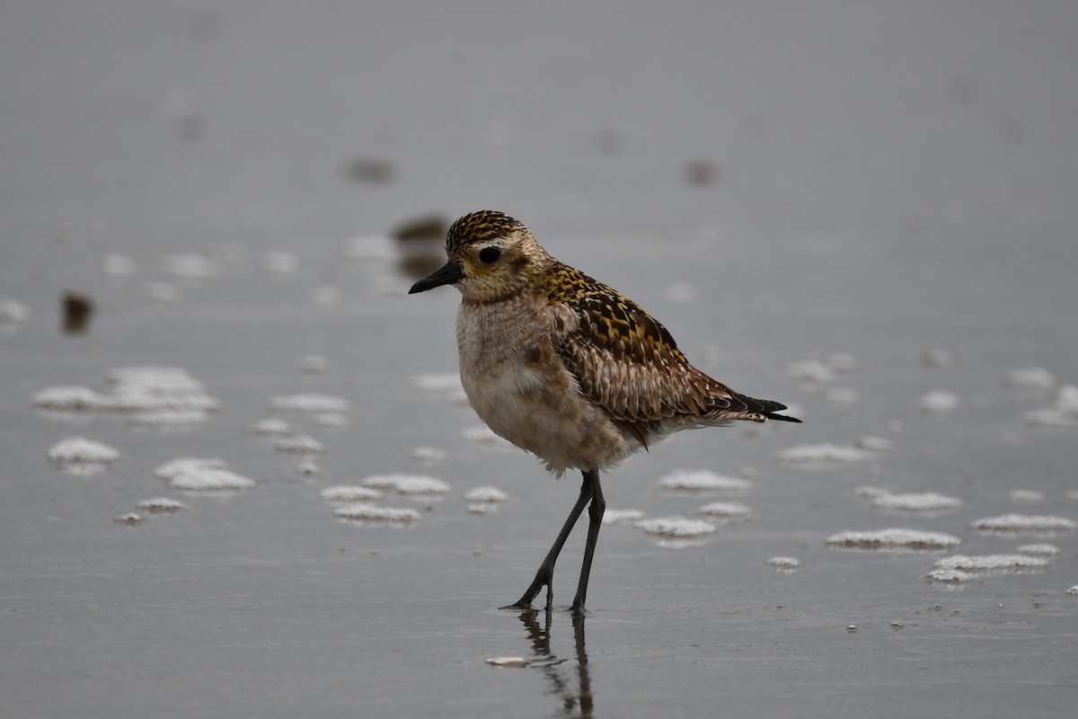 Pacific Golden-Plover - Erik Atwell