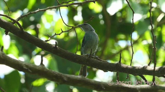 Glaucous Tanager - ML532643041