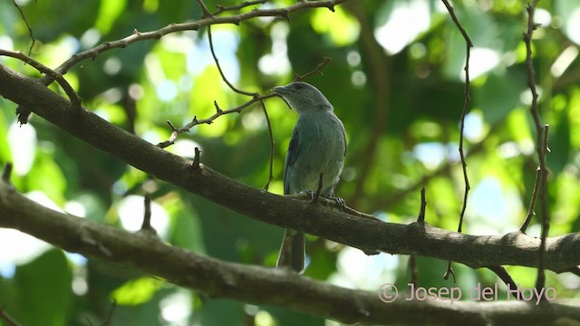 Tangara Glauca - ML532643041