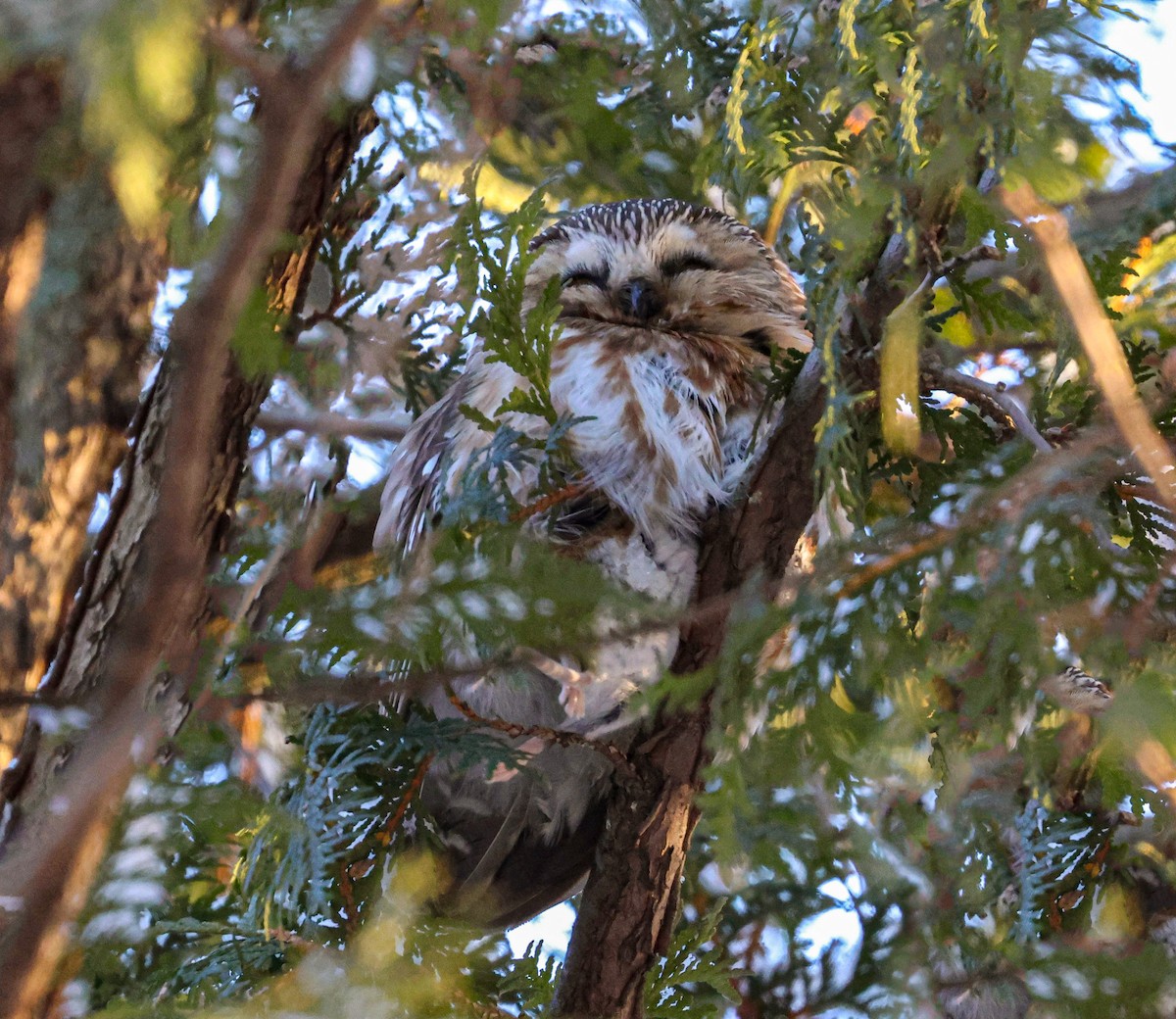 Northern Saw-whet Owl - ML532643141