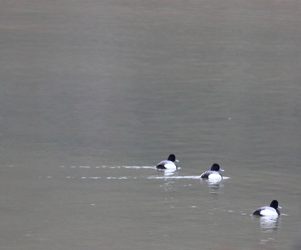 Lesser Scaup - ML53264321