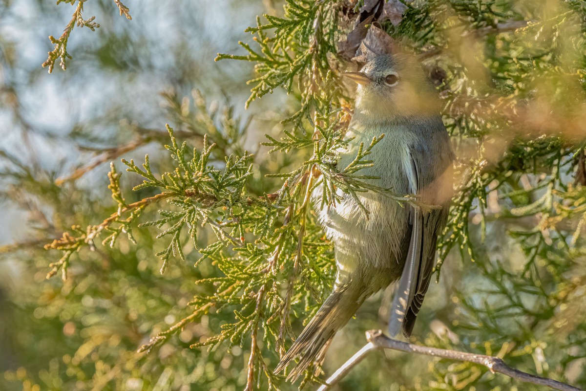 Orange-crowned Warbler - ML532643701