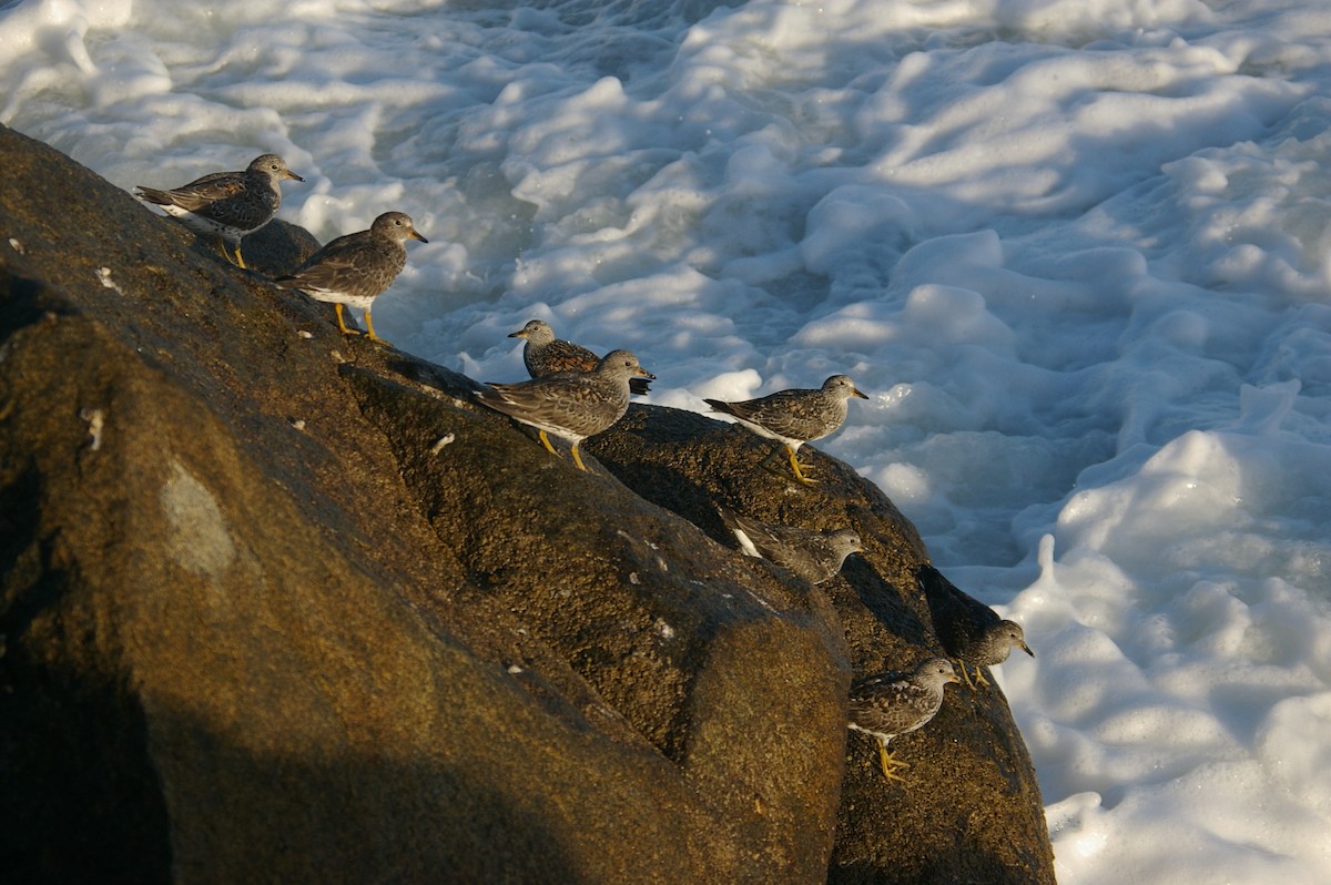 Surfbird - ML53264411