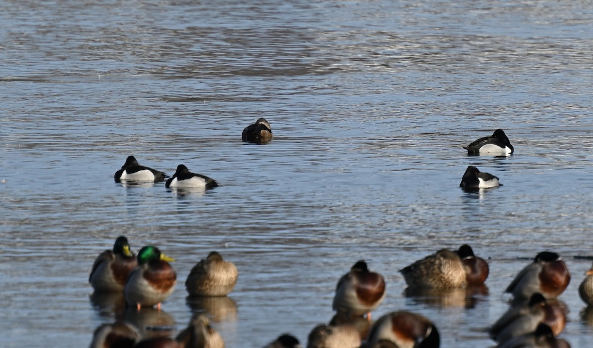 Ring-necked Duck - ML532644611