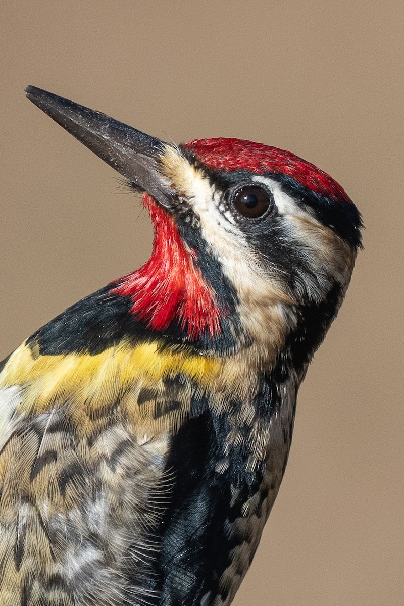 Yellow-bellied Sapsucker - ML532644701