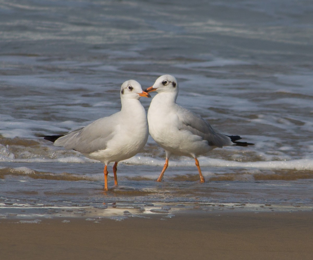 Brown-headed Gull - ML532646941