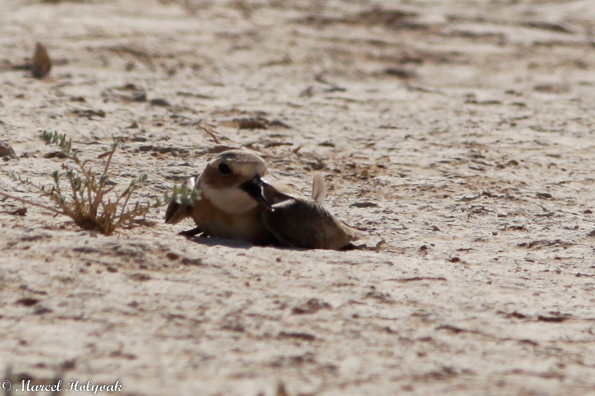 Greater Sand-Plover - ML532647211